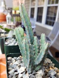Image result for Euphorbia debilispina