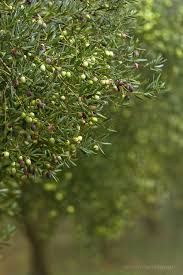 Olive Tree Orto In Giardino Natura Giardino
