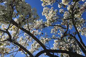 Blooming in early spring, apple serviceberry's multitude of airy white flowers dance along every branch of the. The 5 Best Flowering Trees For Your Southern California Yard