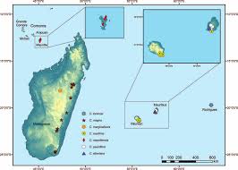 Image result for Megalastrum lanuginosum