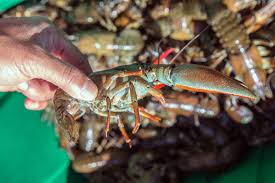 Do crawfish make any noise? Why Aren T People Eating Washington S Giant Crawfish