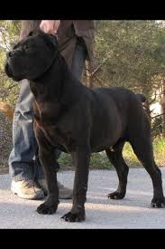 Black Cane Corso Black Cane Corso 2020 Cane Corso Buyuk Kopekler Kopek