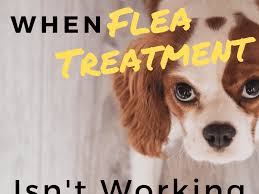 Reasons Why Your Dog S Flea Treatment Isn T Working And What To Do Pethelpful