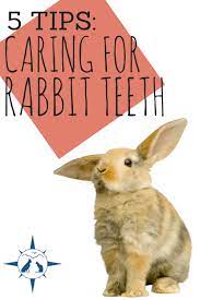 5 Tips Caring For Rabbit Teeth Rabbit Care Netherland Dwarf Bunny Rabbit