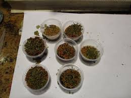 Huge quantities of pulverized rock (called uranium tailings) are left over from the milling process. Enhanced Growth Of Clover By Uranium Ore 3 Steps Instructables