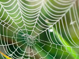 But the poor thing has the fatal misfortune of possessing enormously too much power for its size. 5 Surprising Spider Abilities Terminix