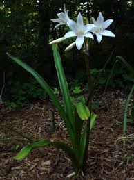 Image result for Crinum rautanenianum