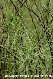 Image result for Parkinsonia aculeata