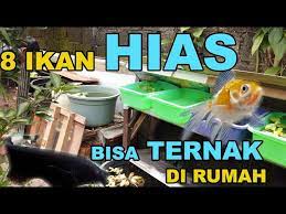 Ikan gabus atau channa atau juga snakehead ini mempunyai penggemar yang banyak di indonesia maupun di luar negeri. 8 Jenis Ikan Hias Yang Dapat Di Budidayakan Di Rumah Part 1 Youtube