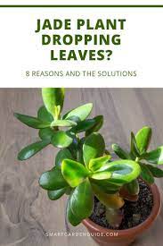 How To Stop Your Jade Plant Dropping Leaves Causes And Solutions To Leaf Drop In Jade Plants Crassula Ovata Jadepl Jade Plants Plants Fertilizer For Plants