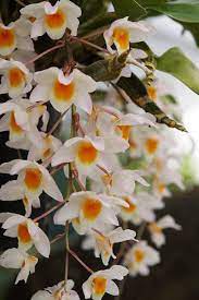 Indian Dendrobium Orchid Dendrobium Orchids Orchids Flowers