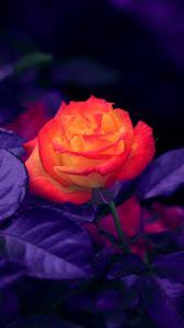 What is the use of a desktop. Flowers Wallpapers Iphone 8 7 6s 6 For Parallax Desktop Backgrounds Hd Pictures And Images