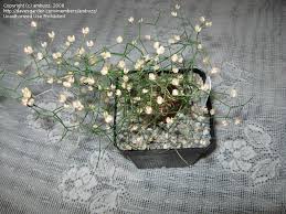 Image result for Schizobasis intricata