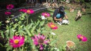 Selain bunga, sesuai dengan namanya, kamu akan melihat kebun jambu yang rindang di sini. Taman Kelinci Bambu Apus Jadi Alternatif Wisata Di Jakarta Timur