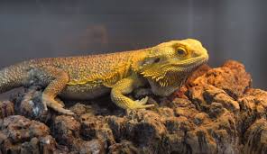 Sep 12, 2020 · a bearded dragon full size is 16 to 24 inches in length and 380 to 510 grams in weight. How Big Can A Bearded Dragon Get Complete Guide