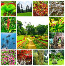 Neben dem botanischen garten peradeniya befindet sich dort die grösste universität von sri lanka. Koniglicher Botanischer Garten Peradeniya Sri Lanka Lizenzfreie Fotos Bilder Und Stock Fotografie Image 81279338