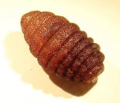 Image result for cuterebriasis in dogs