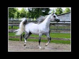 Moartea lui hristos si legea. Moartea Lui Fulger George Cosbuc Natycalinescu Naty Ela