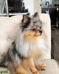 We did not find results for: Pomeranian Blue Merle And Tan Novocom Top