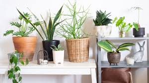 Jenis tanaman tertentu, baik itu tanaman hias outdoor maupun tanaman hias indoor bisa melindungi anda dan keluarga dari bahaya polutan rumah bagi kesehatan. Hebat Banget Ini 7 Tanaman Yang Bisa Hidup Tanpa Sinar Matahari