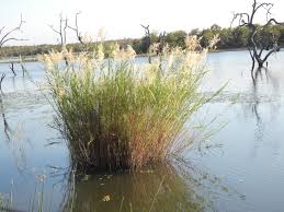 Image result for Phragmites mauritianus