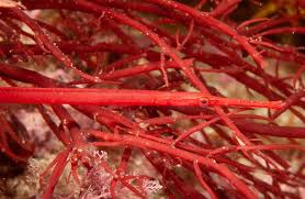 Image result for Pyrostria hystrix