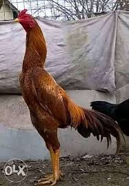 Https Img05 Olx Com Pk Images Olxpk 128515546 5 1000x700 Pure Aseel Breed Sindh Jpg Binatang Ternak Ayam Jantan Hewan
