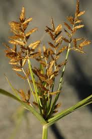 Image result for Cyperus esculentus