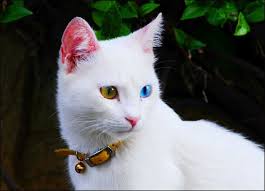 Kedi Katsi Turkis Van Pretty Cats Crazy Cats Cute Animals