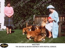 pin on the royal corgis