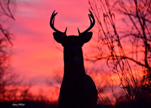 Sunrise on Christmas Eve White tailed deer Joliet 122425