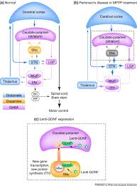 Gene Therapy To The Rescue In Parkinson S Disease Trends In Pharmacological Sciences
