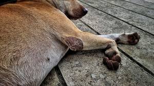Image result for scabies dogs detail
