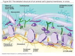 Maybe you would like to learn more about one of these? Figure 7 4 A Prokaryotic Cell Cell Sizes Average Animal Cell 15 Microns Average Plant Cell 40 Microns Average Eukaryotic Cell Microns Average Ppt Download