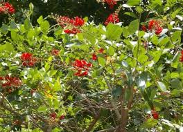 Tanaman obat ini banyak dimanfaatkan untuk pengobatan herbal tradisional. Pohon Dadap Merah Erythrina Cristagali Pohon Pengetahuan