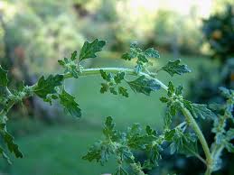 Image result for Dysphania pumilio