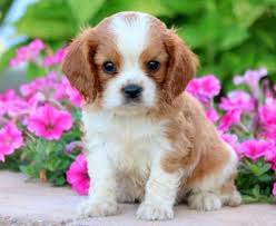 Search through thousands of dogs for sale and puppies for sale adverts near me in the usa and europe at animalssale.com. Puppies For Sale Dogs For Adoption Puppy Adoption Agency