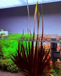 Image result for Xyris