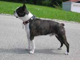 Bostons are generally eager to please their owner and can be. Boston Terrier Wikipedia