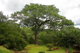 Image result for Brachystegia