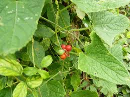 Image result for Cucumis maderaspatanus