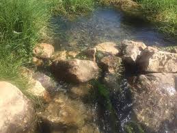 نبع الحجير estanques de jardin jardines estanques