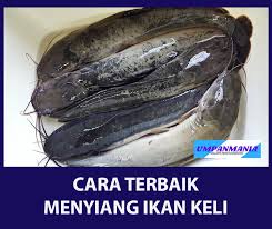 Ikan keli gergasi 7kilo masak steam limau makan tak habis,ikan lele raja sungai,chef masakan borneo. Umpanmania Ada Cara Nak Siang Ikan Keli Bagi Hilang Rasa Facebook