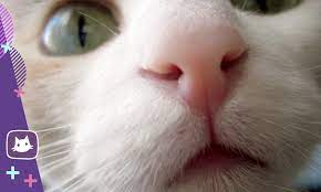 kakie zapahi lyubyat a kakie ne lyubyat koshki nos hvost lapy yandeks dzen