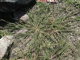 Image result for Leptochloa fusca
