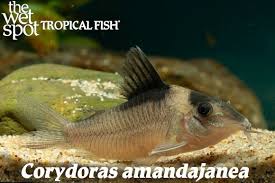 Image result for Dichaetanthera corymbosa