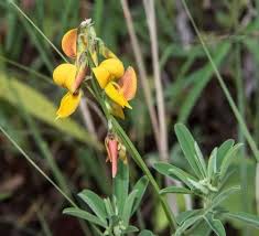 Image result for Crotalaria reptans- intermediates with pisicarpa