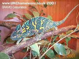 Veiled Yemen Chameleon Care Chameleon Care Veiled Chameleon Chameleon