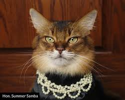 The video was posted to the court's youtube channel tuesday and blew up, getting more than 7 million views and thousands of comments. Getting Judgy About The Zoom Cat Lawyer Laptrinhx News