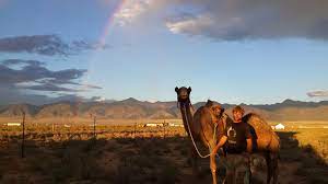 All schools in spain teach in spanish, but in places where there is a second official language (like valencian in valencia) the second language is also used in. Colorado Couple Quits Day Jobs To Run A Camel Dairy Colorado Public Radio